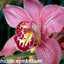 orchidée cymbidium