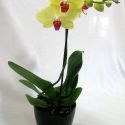 orchidée phalaenopsis