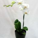 orchidée phalaenopsis