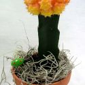 cactus greffé