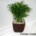 palmier miniature